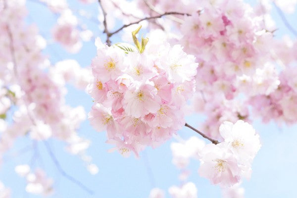 PHOTOWALL / Cherry Tree Flowers (e310411)