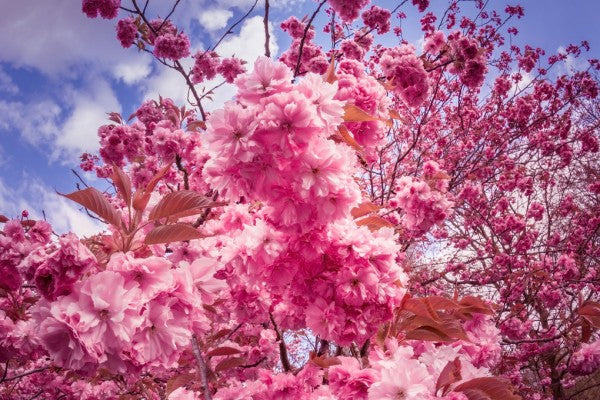 PHOTOWALL / Japanese Cherry Trees (e310412)