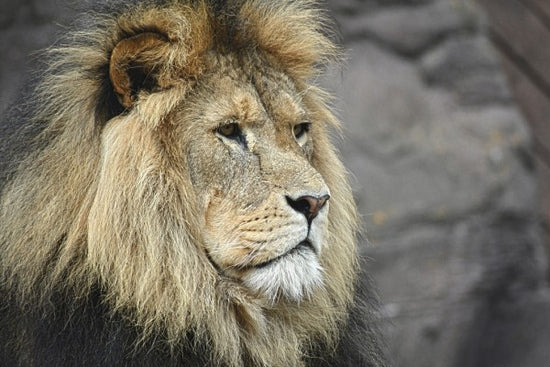 PHOTOWALL / Majestic Lion (e310413)