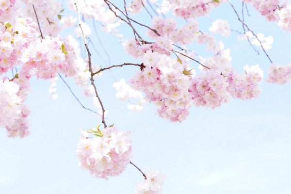 PHOTOWALL / Blooming Cherry Flowers (e310423)