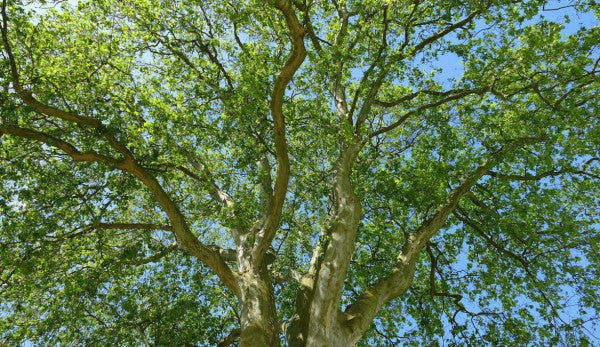 PHOTOWALL / Tree Crown (e310424)