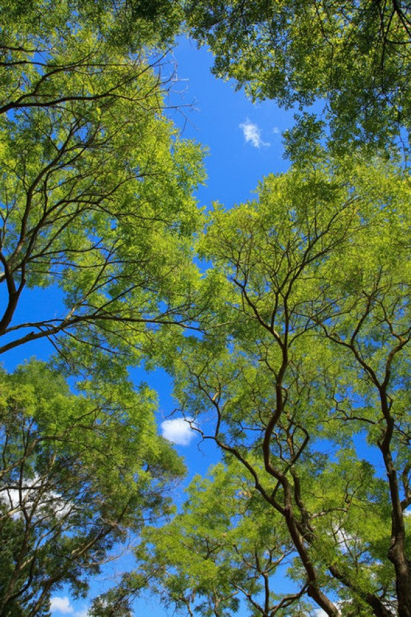 PHOTOWALL / Trees and Sky (e310432)
