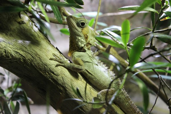 PHOTOWALL / Lizard on Branch (e310433)