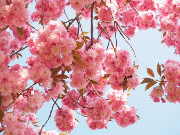 PHOTOWALL / Pink Cherry Flowers (e310434)