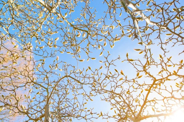 PHOTOWALL / Easter and Branches (e310435)