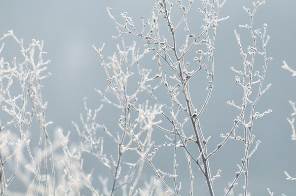 PHOTOWALL / Snow Covered Plant (e310441)