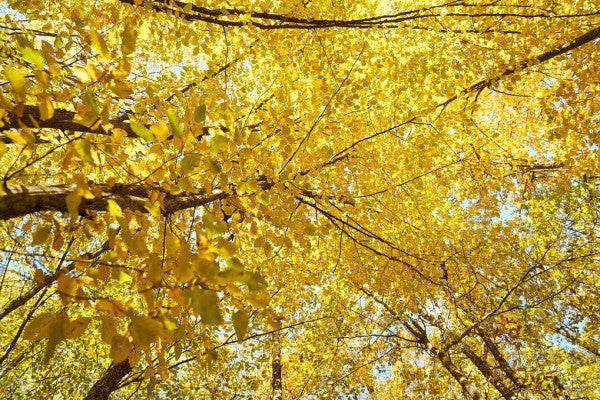 PHOTOWALL / Yellow Leaves (e310449)