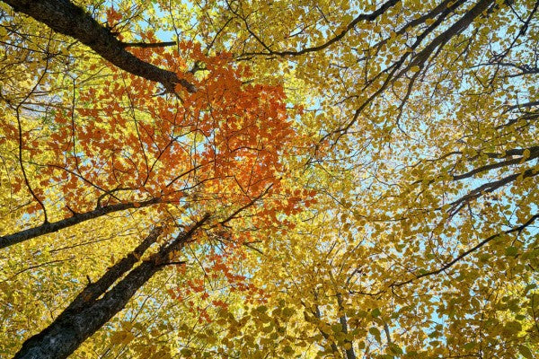 PHOTOWALL / Red and Yellow Autumn Leaves (e310450)