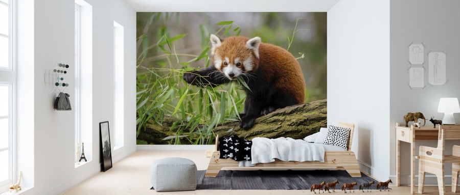 PHOTOWALL / Little Red Panda (e310453)