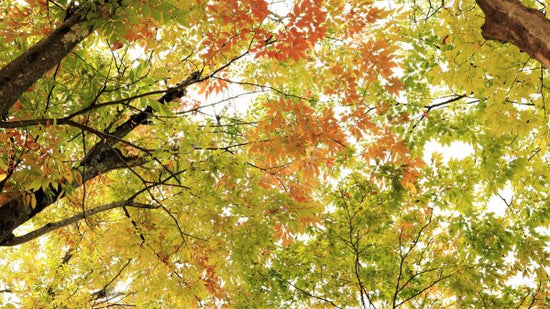 PHOTOWALL / Colors of Autumn Leaves (e310455)
