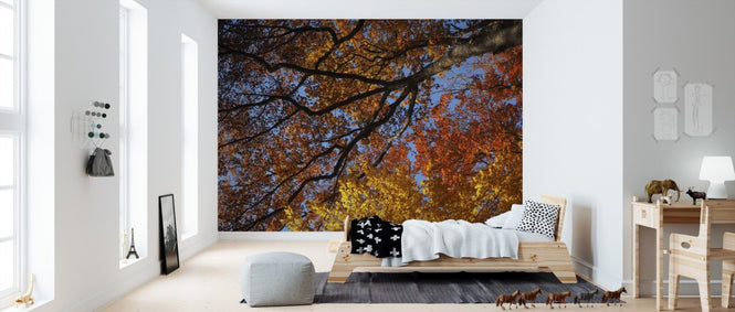 PHOTOWALL / Colorful Autumn Leaves (e310456)