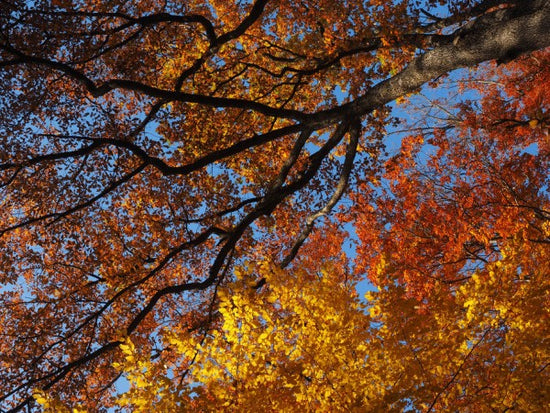 PHOTOWALL / Colorful Autumn Leaves (e310456)
