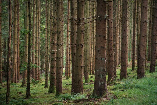 PHOTOWALL / Coniferous Forest (e310466)