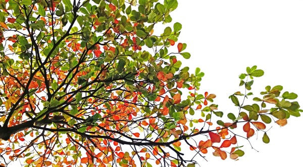 PHOTOWALL / Colorful Catappa Leaves (e310471)