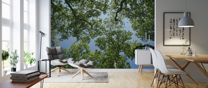 PHOTOWALL / Forest Trees (e310472)