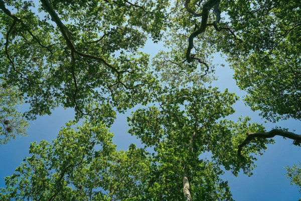 PHOTOWALL / Forest Trees (e310472)