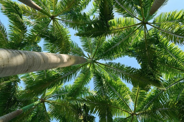 PHOTOWALL / Palm Tree (e310473)