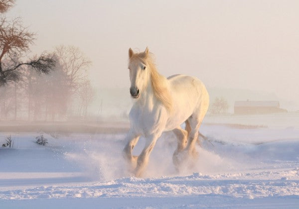 PHOTOWALL / White Horse (e310477)