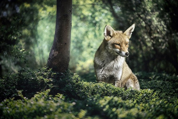 PHOTOWALL / Little Brown Fox (e310479)