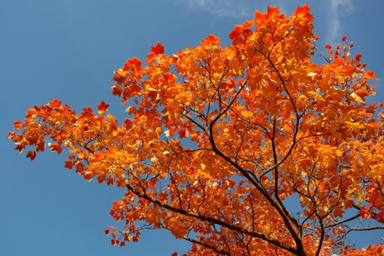 PHOTOWALL / Maple Leaves (e310483)