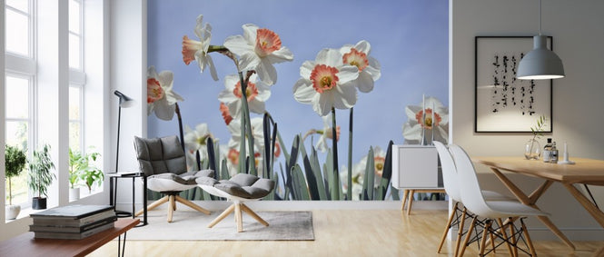 PHOTOWALL / Blooming Daffodils (e310485)