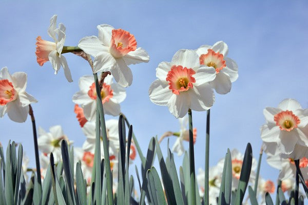 PHOTOWALL / Blooming Daffodils (e310485)