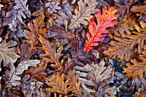 PHOTOWALL / Fallen Oak Leaves (e310486)