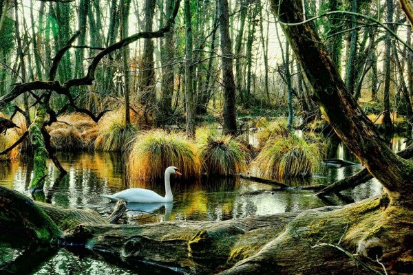 PHOTOWALL / Swan in Swamp (e310489) | 輸入壁紙専門店 WALPA – WALPA.jp