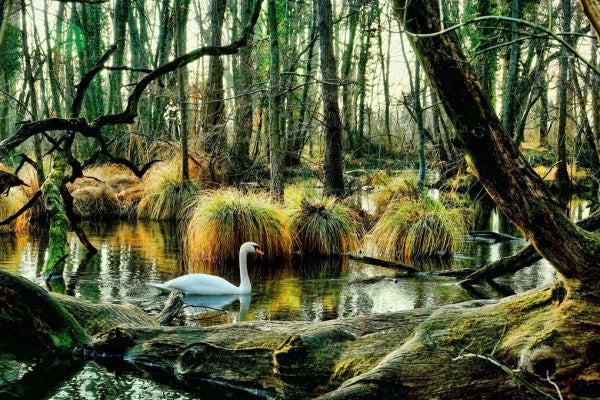 PHOTOWALL / Swan in Swamp (e310489)