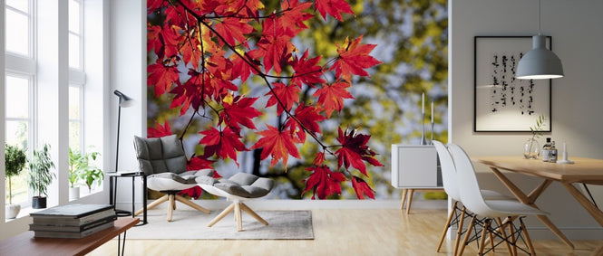PHOTOWALL / Autumn Maple Leaves (e310496)