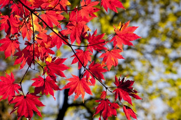 PHOTOWALL / Autumn Maple Leaves (e310496)