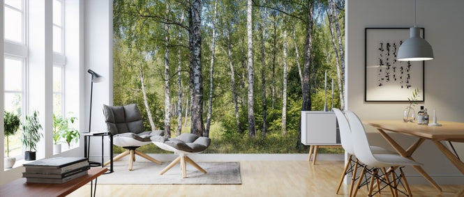PHOTOWALL / Birch Grove Trees (e310497)