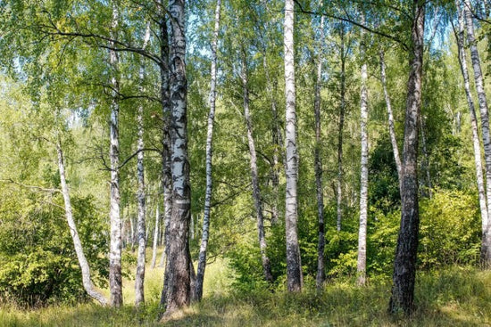 PHOTOWALL / Birch Grove Trees (e310497)