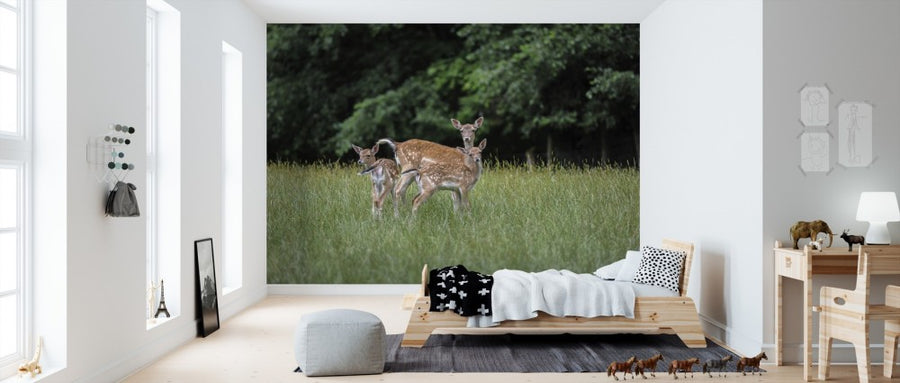 PHOTOWALL / White Tailed Deer (e310499)