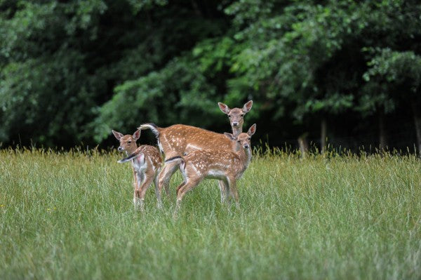 PHOTOWALL / White Tailed Deer (e310499)