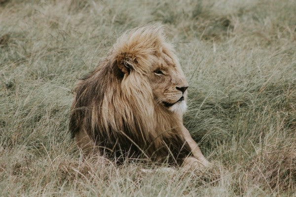 PHOTOWALL / Lion (e310503)