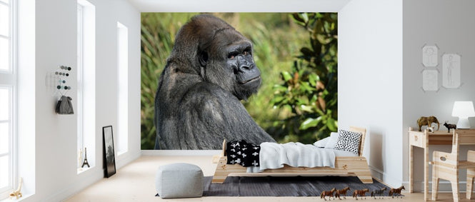 PHOTOWALL / Silverback Gorilla (e310508)