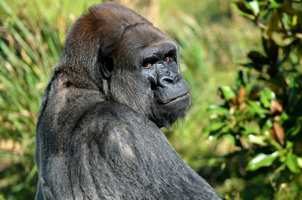 PHOTOWALL / Silverback Gorilla (e310508)