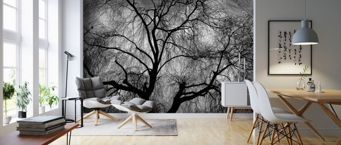 PHOTOWALL / Bare Weeping Willow (e310514)