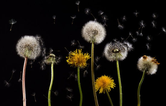 PHOTOWALL / Dandelion (e310520)