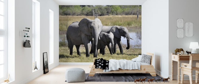 PHOTOWALL / Elephant Family (e310521)