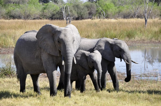 PHOTOWALL / Elephant Family (e310521)