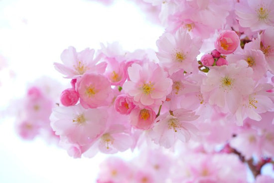 PHOTOWALL / Blossom Cherry Flowers (e310524)