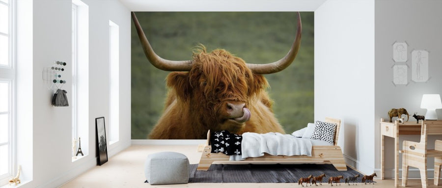 PHOTOWALL / Highland Cattle (e310536)