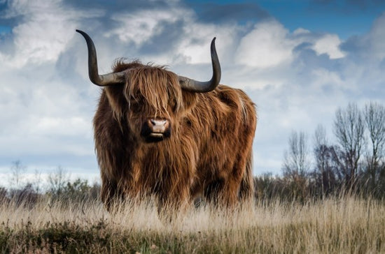 PHOTOWALL / Bull in the Meadow (e310537)