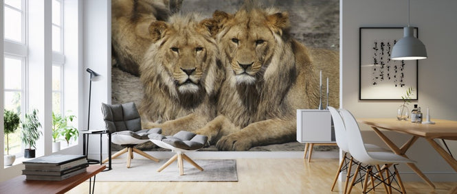 PHOTOWALL / Lions in the Zoo (e310544)