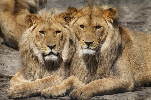 PHOTOWALL / Lions in the Zoo (e310544)