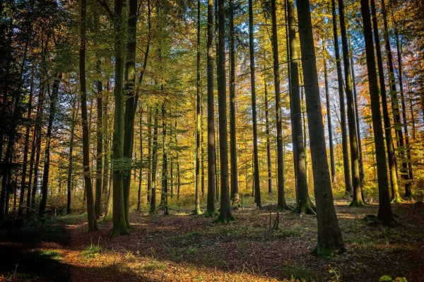 PHOTOWALL / The Woods (e310553)