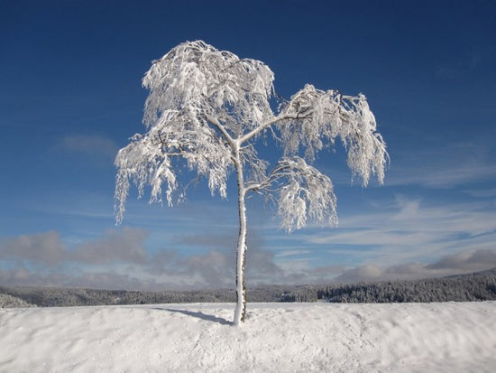 PHOTOWALL / Lonely Winter Tree (e310554)