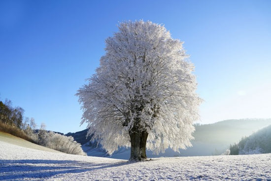 PHOTOWALL / Frozen Tree (e310555)